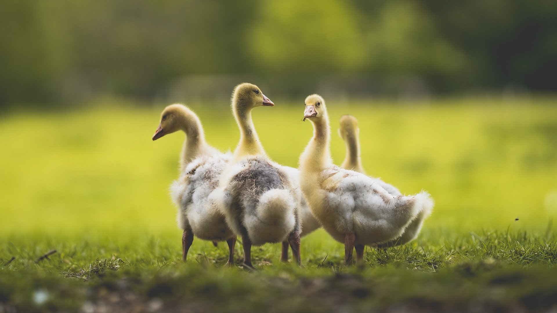 孤城与胜负手,德里赫特如何以一己之力重塑国家德比之夜